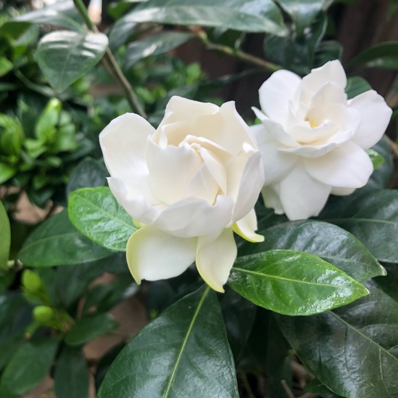 cruelbloom